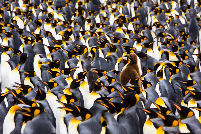 King Penguin Colony